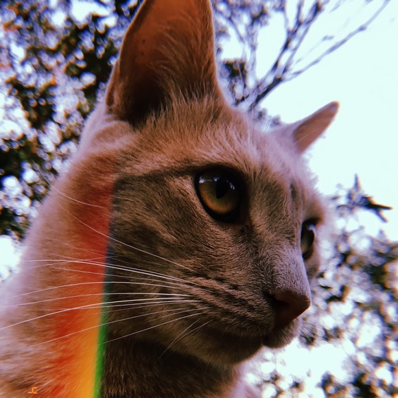 Meet your Posher, Rosemary - Picture 1 of 1